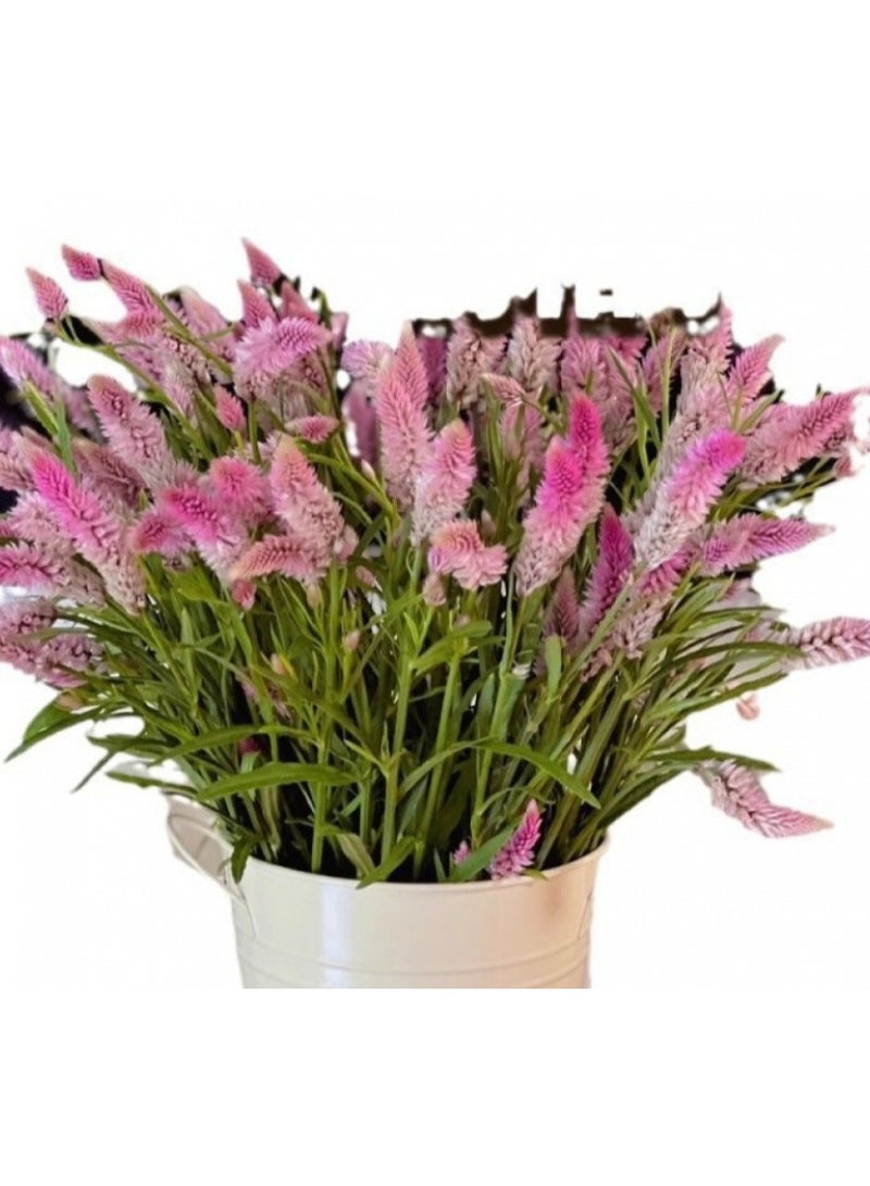 الواحة-TH 500 بذرة من نباتات السيلوزيا، وعرف الديك، وذيل الثعلب الوردي لزراعة الحدائق - Image 2